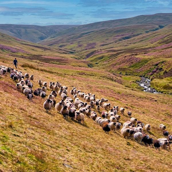 Flock of sheep | Thermafleece