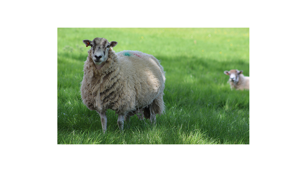 British wool is at the heart of every insulation product